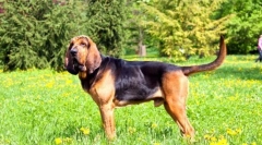 Блухунд (фото): лојален и посветен пријател со благородни манири