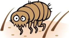 Болвата блиску