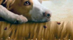 Болви на подот и неговата обработка од паразити