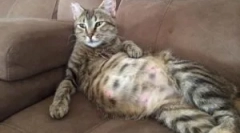 Болви во бремена, нега на мачка и новороденчиња