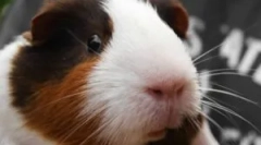 Болви во морско свинче: дијагноза и третман