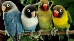 Болви од папагали и како да ги донесат