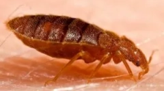 Болви во софата и креветот: што да донесат?