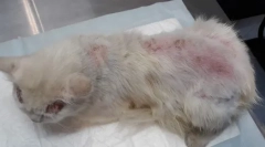 Болва дерматитис во мачки: симптоми и третман