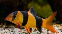 Пловење кловн