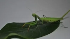 Mantis: опис, ставови и начин на живот