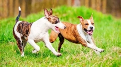 Борба кучиња (фотографии): комбинација на моќ и посветеност