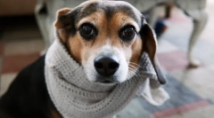 Брончи болести