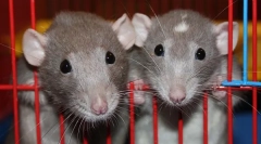 Болести на декоративни стаорци: симптоми на болести и третман