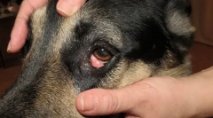 Болести на окото