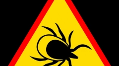 Болести пренесени со крлежи и нивните симптоми