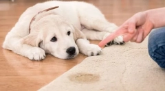 Болести на бубрезите и уринарниот систем