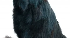 Болести на панкреасот