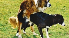 Болести на репродуктивниот систем на кучката