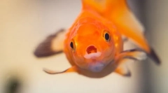 Риба болест. Третман и спречување на аквариум риба