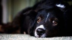 Срцеви заболувања