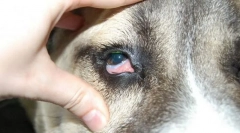 Болести во внатрешноста на окото