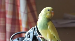 Болести на брановидни папагали, причини, симптоми и третман