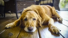 Болести на стомакот