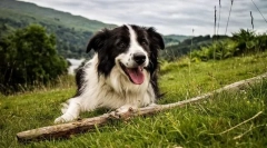 Граничен дел на коли