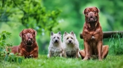 Бордо куче: сигурен бранител, весели придружник