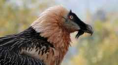 Бродац-јагне