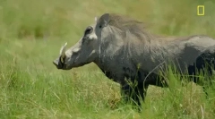 Warthog - дива свиња со огромни песоци