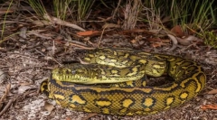 Дијамант питон