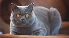 Британски shorthair cat