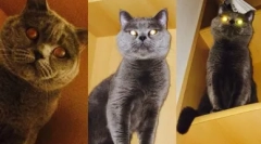 Британска мачка јлак боја