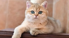 Британски златен чинхила