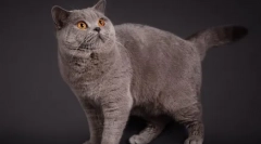 Британски мачки боја сина точка: стандарди за раса, грижа и одржување