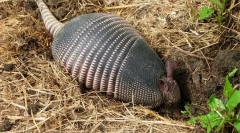 Брементите - мистериозни животни во оклоп