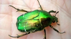 Бронза на мазни