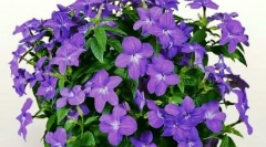 Броваланија