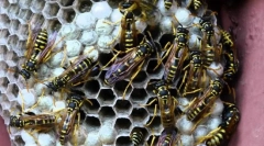 Хартиени оници