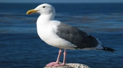 Бургаместер