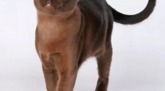 Бумман мачка (слика): мускулести прицврстување со мед очи