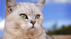 Перол ремор