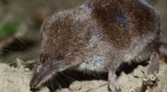 Гигант burzubka