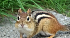 Burunduk - опис, карактеристики на погледот, животниот стил