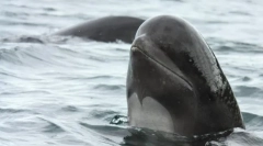 Ботинон безвозум