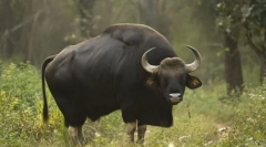 Bull gaur