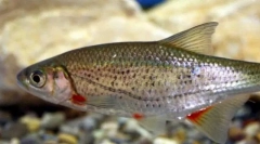 Слатка рускаја