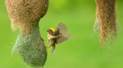 Дали има стебла меѓу птиците