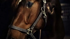 Се зли коњи?