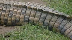 Ками долги животни во светот