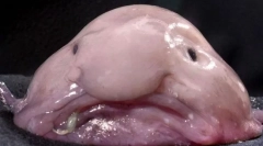 Камери се грди животни во светот