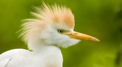 Херон египќанец