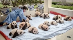 Пантот центар во кинеската покраина сичуан (13 фотографии)